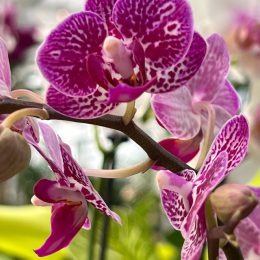 March 2023 outing to Milaeger's Orchid Show And Festival