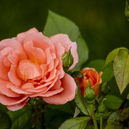 Peach Roses at the Boerner Rose Garden