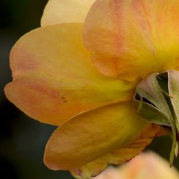 Yellow Rose