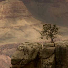 Tree on a Grand Canyon Rock Outcropping