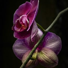Orchids