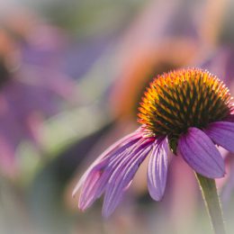 Prairie Coneflower