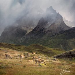 Torres del Paine with Guanacos