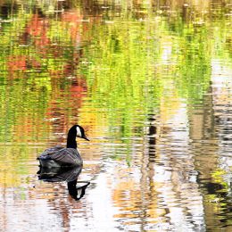Autumn Goose