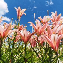 Flowers Rejoice