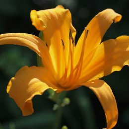 Yellow Lily