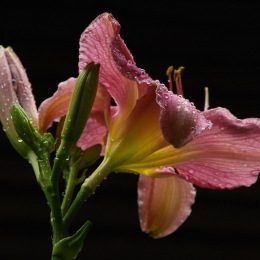 Lily After Rain