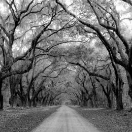 Plantation Road