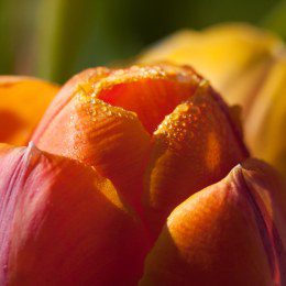 Tulip wirh Dew