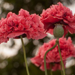 Colors Popping
