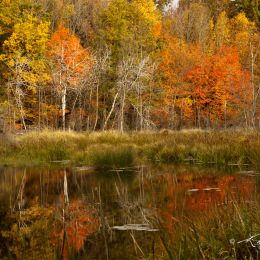 Autumn Colors