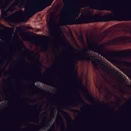 Beauty In Death
