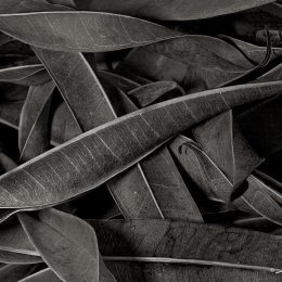 Every Fallen Leaf