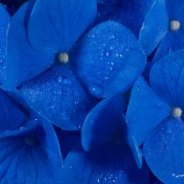 Nature's Blues
