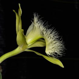 Millagers Orchid 1r by Kent Bieganski