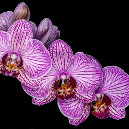 Millagers Orchid 2 by Kent Bieganski