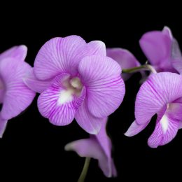 Purple Orchid by Drema Swader