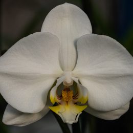 White Orchid by Roger Lange