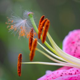 2014-Lily-Wish-