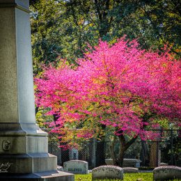 2016-Fall-Tree-in-Cemetary