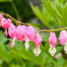 2018-Bleeding-Hearts