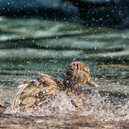 Duck-in-pool