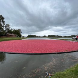 Cranberry Harvest