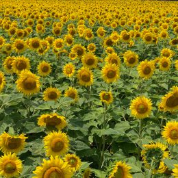 Sunflower Field