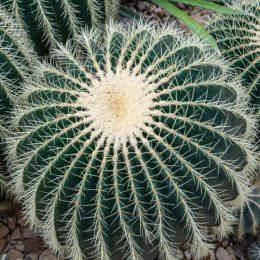 Cactus -by Roger Lange