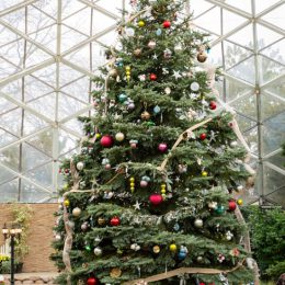 Christmas Tree by Roger Lange