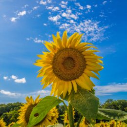 Sunflower-Field-by-Roger-Lange