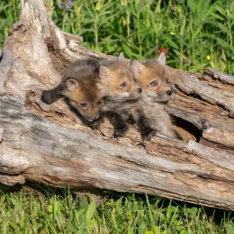 Coyote-Pups-By-Tony-Plewa-